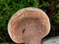 Kreisrunder Birkenporling Pilz auf umgestürztem Baumstamm